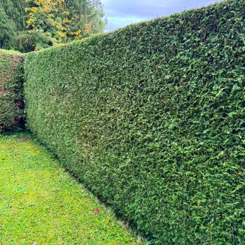 ARMIN-Hausmeisterdienst Hecke schneiden